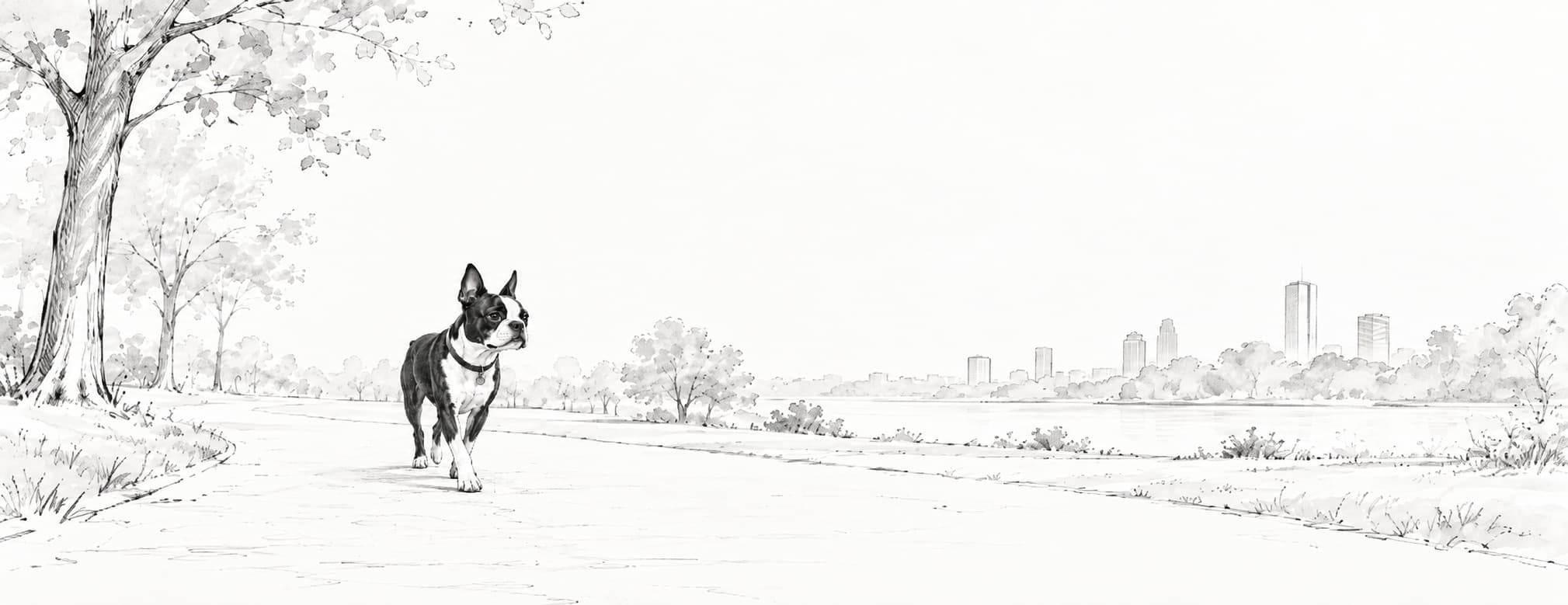 Boston Terrier